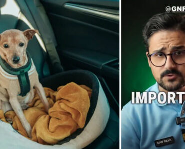 Deixar Animal No Carro? “Pode Ter Consequências Graves”. O Que Diz a GNR Deixar Animal No Carro? “Pode Ter Consequências Graves”. O Que Diz a GNR