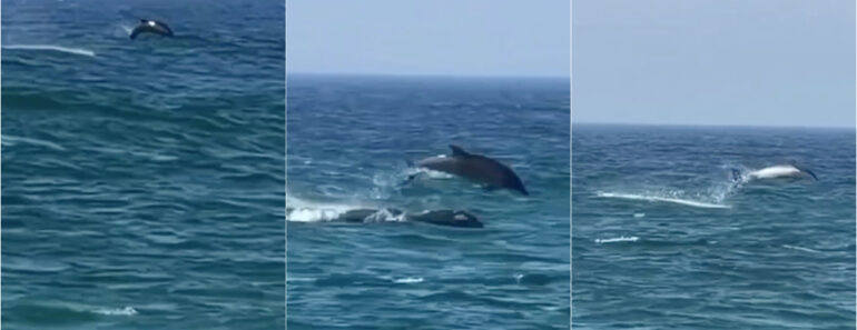 Família De Golfinhos Surpreende Banhistas Junto à Costa Em Santa Cruz Família De Golfinhos Surpreende Banhistas Junto à Costa Em Santa Cruz