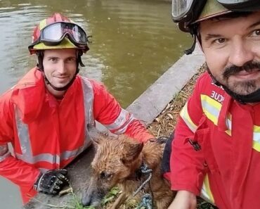 Bombeiros De Esposende Salvam Dois Cães Em Menos De 48h Bombeiros De Esposende Salvam Dois Cães Em Menos De 48h