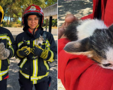 Bombeiros Do Seixal Resgatam Gatos Bebés Do Telhado De Escola Bombeiros Do Seixal Resgatam Gatos Bebés Do Telhado De Escola