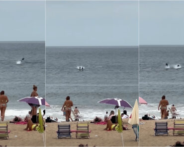 Golfinhos Surpreendem Banhistas e Dão Espetáculo Junto à Costa Da Caparica Golfinhos Surpreendem Banhistas e Dão Espetáculo Junto à Costa Da Caparica