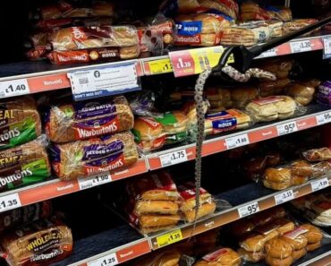 Cobra Encontrada Na Secção Do Pão Em Supermercado Em Inglaterra Cobra Encontrada Na Secção Do Pão Em Supermercado Em Inglaterra