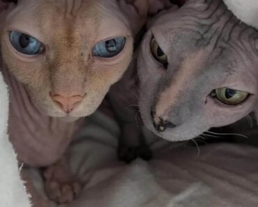 Assaltam Apartamento Em Lisboa Para Roubar Gatos-Esfinge: “Dor é Gigante” Assaltam Apartamento Em Lisboa Para Roubar Gatos-Esfinge: “Dor é Gigante”