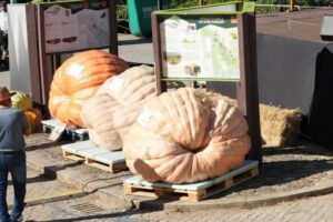 Maior Abóbora De Portugal Pesa 905 Kg e é Do Algarve