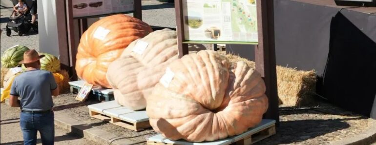 Maior Abóbora De Portugal Pesa 905 Kg e é Do Algarve Maior Abóbora De Portugal Pesa 905 Kg e é Do Algarve