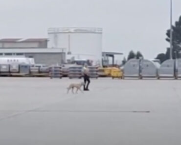 Cães Vadios Invadem Placa Do Aeroporto Do Porto e Obrigam Funcionários a Intervir Cães Vadios Invadem Placa Do Aeroporto Do Porto e Obrigam Funcionários a Intervir