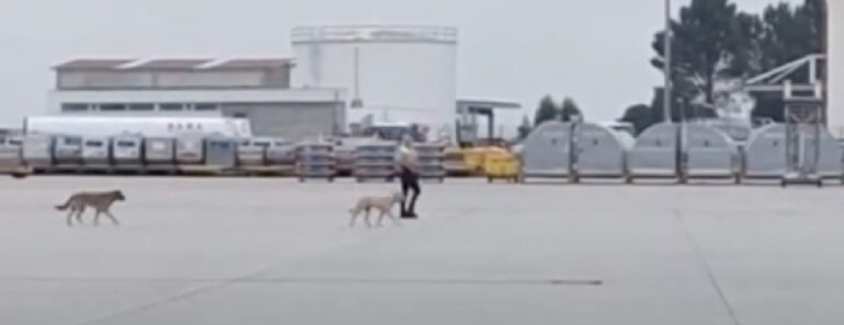 Cães Vadios Invadem Placa Do Aeroporto Do Porto e Obrigam Funcionários a Intervir Cães Vadios Invadem Placa Do Aeroporto Do Porto e Obrigam Funcionários a Intervir