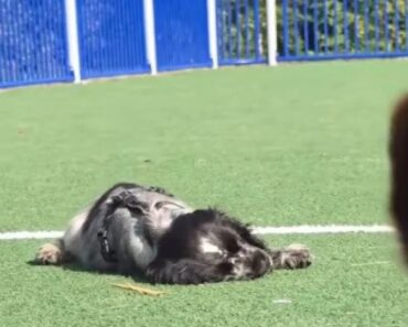 Cão Com Condição Rara Adormece Sempre Que Fica Eufórico. Internet Adora-o Cão Com Condição Rara Adormece Sempre Que Fica Eufórico. Internet Adora-o