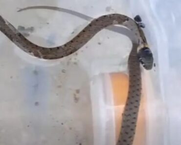 Tem Avistado Cobras? Não é De Admirar, ICNF Explica Porquê Tem Avistado Cobras? Não é De Admirar, ICNF Explica Porquê