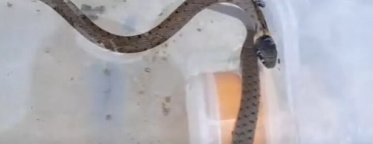 Tem Avistado Cobras? Não é De Admirar, ICNF Explica Porquê Tem Avistado Cobras? Não é De Admirar, ICNF Explica Porquê
