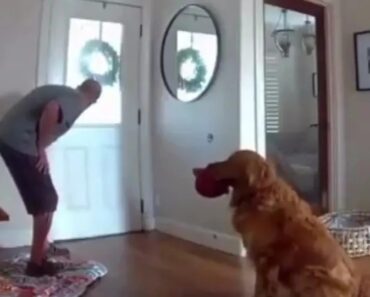 “Pior” Cão De Guarda: Golden Retriever Apressa-se a Ir Ter Com Ladrão… Para Brincar “Pior” Cão De Guarda: Golden Retriever Apressa-se a Ir Ter Com Ladrão… Para Brincar