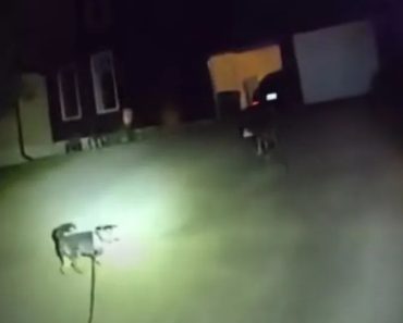 Cão Pede Ajuda à Polícia Para Salvar Dono. Estava Caído Em Casa Há Horas Cão Pede Ajuda à Polícia Para Salvar Dono. Estava Caído Em Casa Há Horas