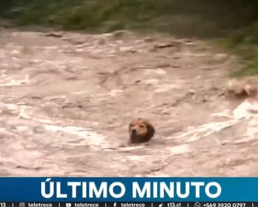 Cão Sobrevive Horas No Rio Mapocho e Resgate Torna-se Fenómeno Na Televisão Chilena Cão Sobrevive Horas No Rio Mapocho e Resgate Torna-se Fenómeno Na Televisão Chilena