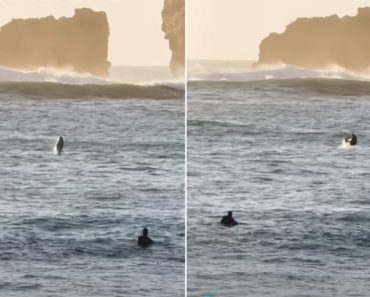 Golfinho Com “Saltos Acrobáticos” Avistado Na Nazaré Golfinho Com “Saltos Acrobáticos” Avistado Na Nazaré