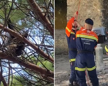 Pavão Resgatado Após Ficar “Preso Numa Árvore” No Castelo De São Jorge Pavão Resgatado Após Ficar “Preso Numa Árvore” No Castelo De São Jorge