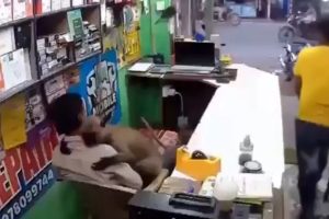 Macaco Invade Loja Na Índia… Mas Só Queria Um Abraço