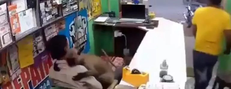 Macaco Invade Loja Na Índia… Mas Só Queria Um Abraço Macaco Invade Loja Na Índia… Mas Só Queria Um Abraço