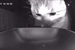 Gato Encara Dispensador Vazio e Acaba Por Aceitar Com Um Olhar Vazio o Último Grão De Ração