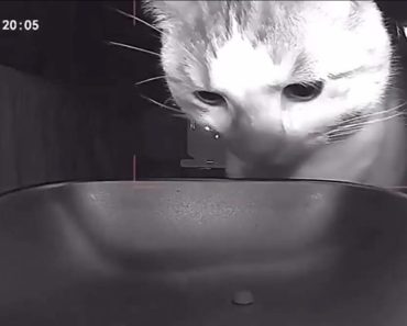 Gato Encara Dispensador Vazio e Acaba Por Aceitar Com Um Olhar Vazio o Último Grão De Ração Gato Encara Dispensador Vazio e Acaba Por Aceitar Com Um Olhar Vazio o Último Grão De Ração