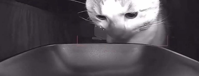 Gato Encara Dispensador Vazio e Acaba Por Aceitar Com Um Olhar Vazio o Último Grão De Ração Gato Encara Dispensador Vazio e Acaba Por Aceitar Com Um Olhar Vazio o Último Grão De Ração