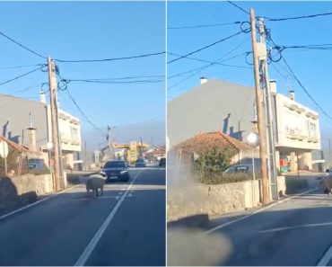 Porco De Grande Porte Invade Estrada Em Esposende e Obriga Carros a Parar Porco De Grande Porte Invade Estrada Em Esposende e Obriga Carros a Parar