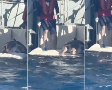 Molly, Uma Tartaruga Marinha, Regressou Ao Oceano Após 20 Anos Em Cativeiro Aos Cuidados De Humanos Molly, Uma Tartaruga Marinha, Regressou Ao Oceano Após 20 Anos Em Cativeiro Aos Cuidados De Humanos